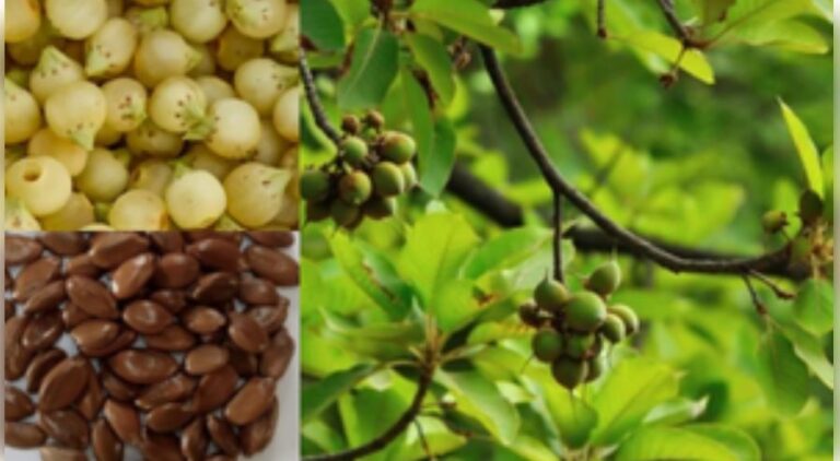 महुआ है प्रकृति का अनमोल उपहार, औषधीय गुणों से होता है भरपूर