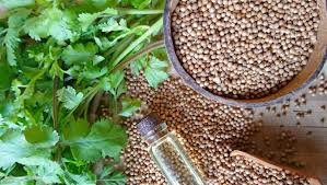 स्वाद बढ़ाने में लाजवाब धनिया है स्वास्थ्य के लिए वरदान