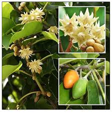 स्वास्थ्य के लिए उत्तम है 'मौलश्री', दांत से लेकर पेट की बीमारी का है परम शत्रु