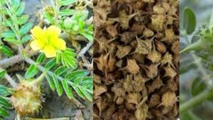 कई गुणों से भरपूर है गोखरू, गठिया और पथरी की समस्या में रामबाण