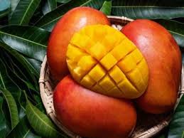 गर्मियों में आम खाने से मन प्रसन्न व तंदुरुस्त रहता है शरीर