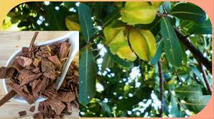 खून में कोलेस्ट्रोल इकट्ठा होने से आता है हार्ट अटैक